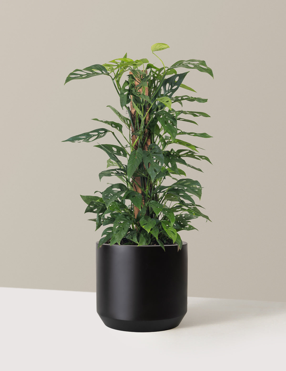 Monstera Adansonii Totem