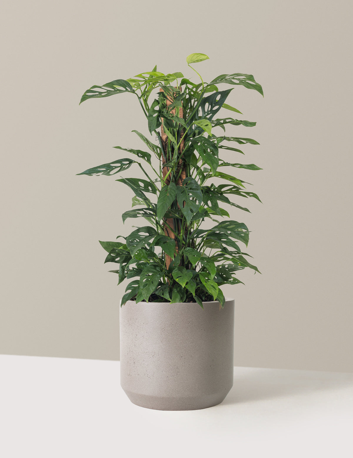 Monstera Adansonii Totem