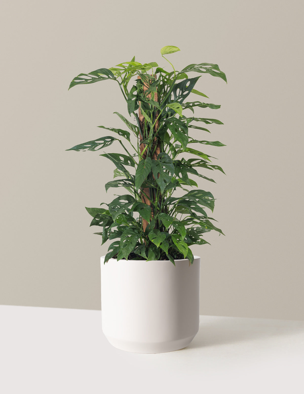 Monstera Adansonii Totem