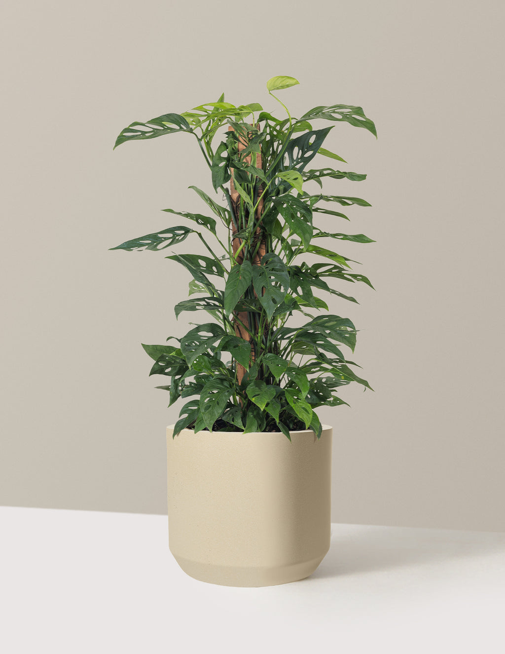 Monstera Adansonii Totem