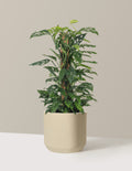 Monstera Adansonii Totem