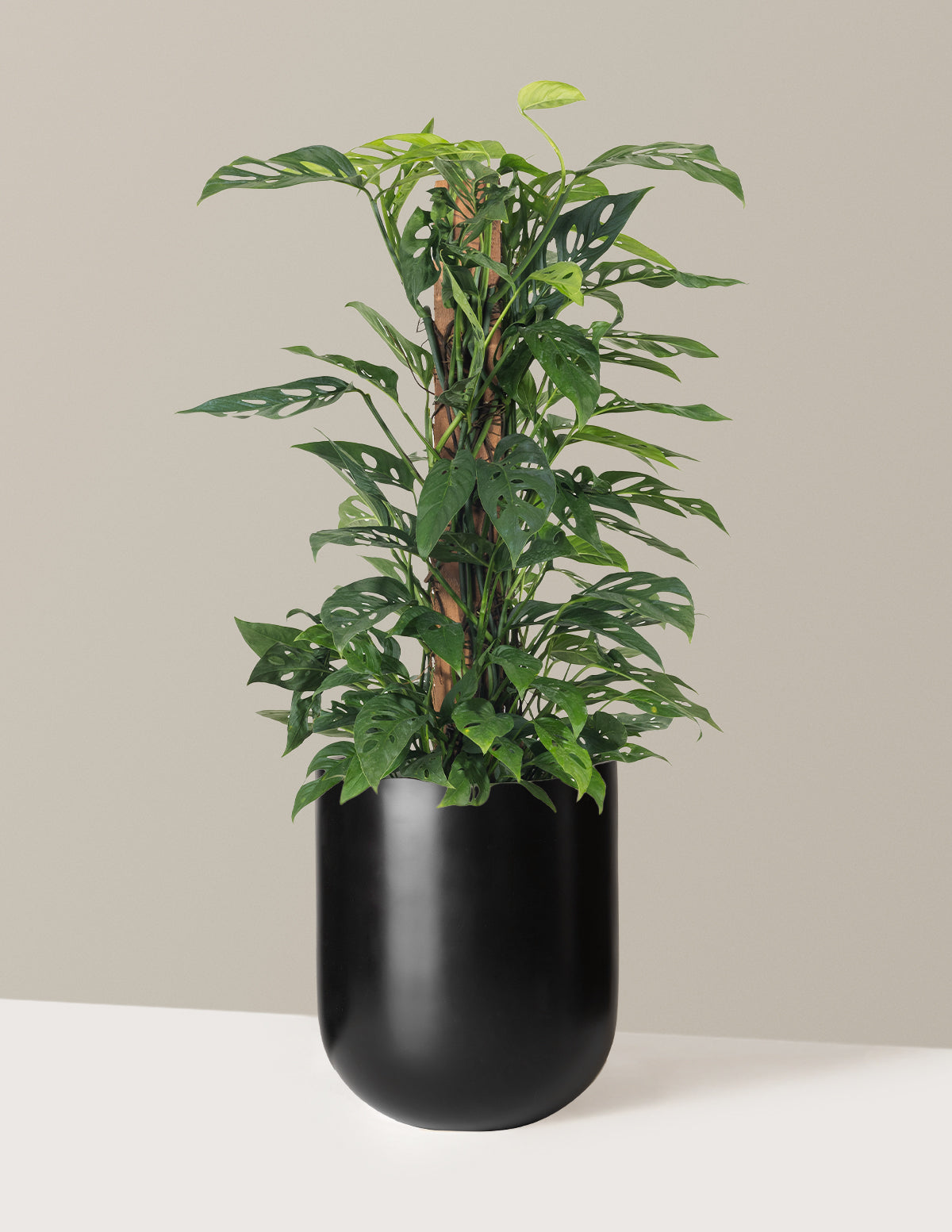 Monstera Adansonii Totem