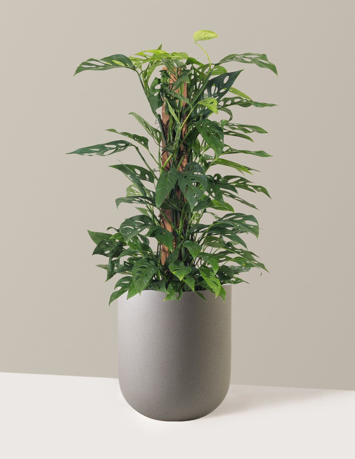 Monstera Adansonii Totem