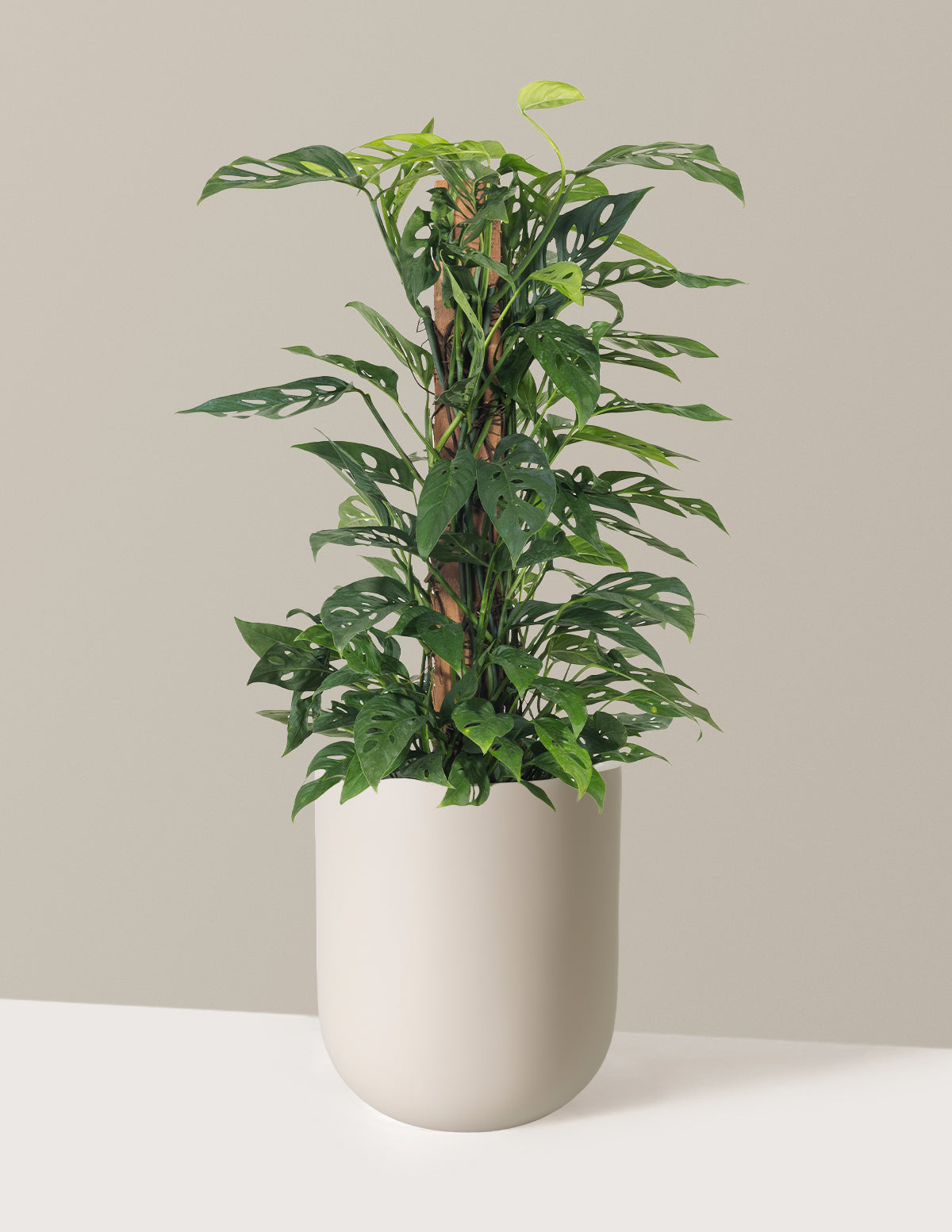 Monstera Adansonii Totem