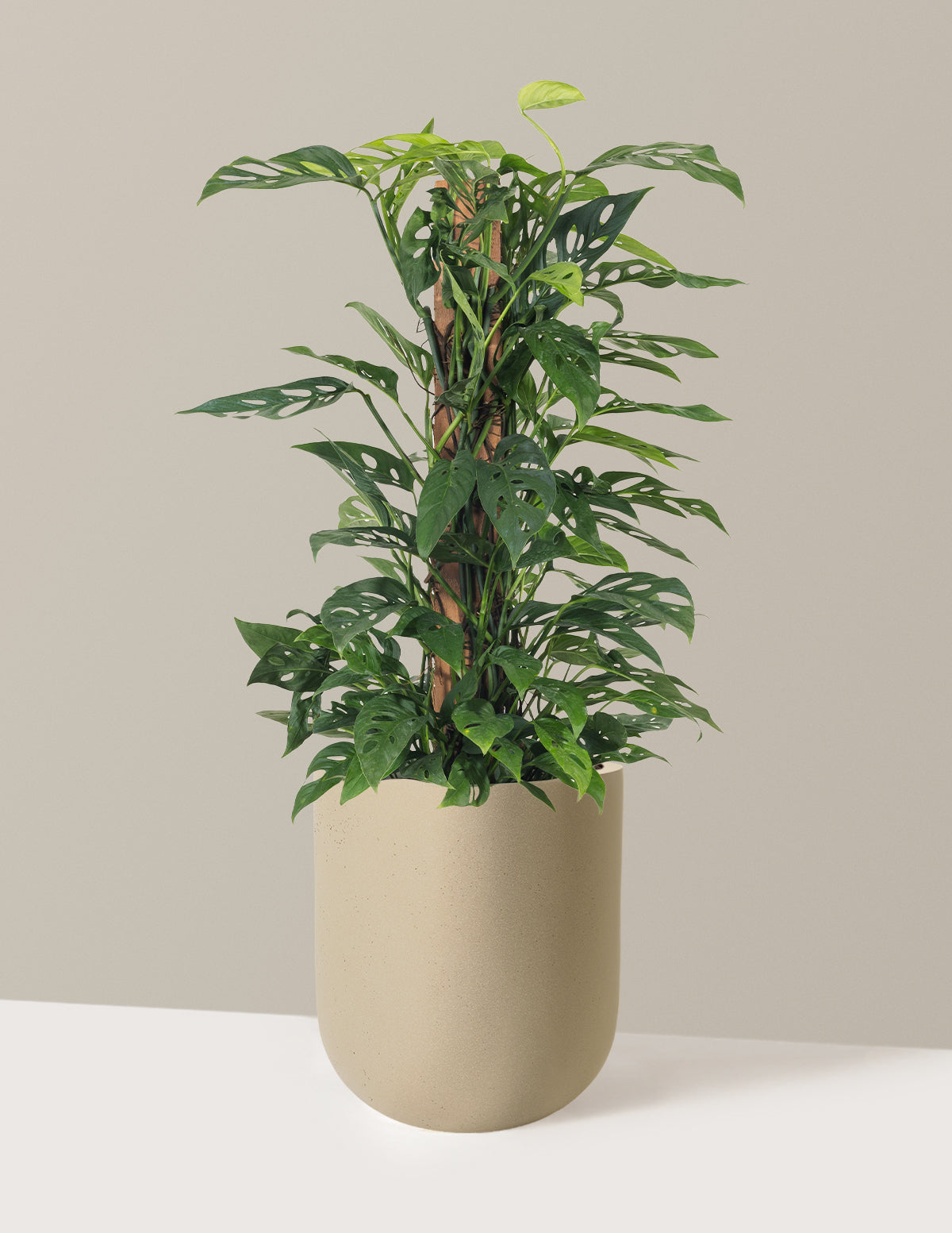 Monstera Adansonii Totem