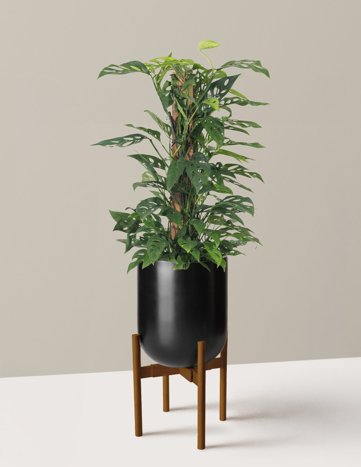 Monstera Adansonii Totem