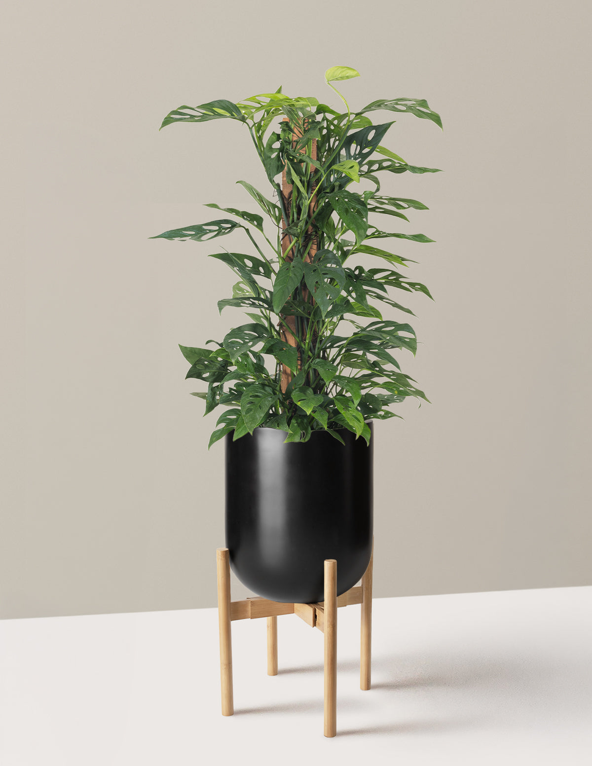 Monstera Adansonii Totem
