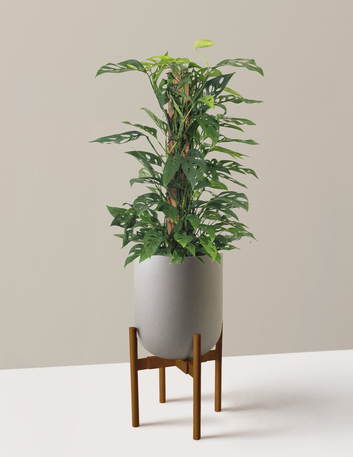 Monstera Adansonii Totem