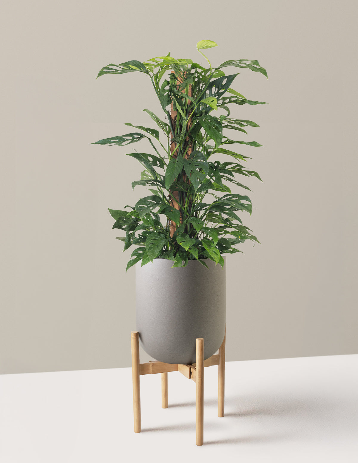 Monstera Adansonii Totem