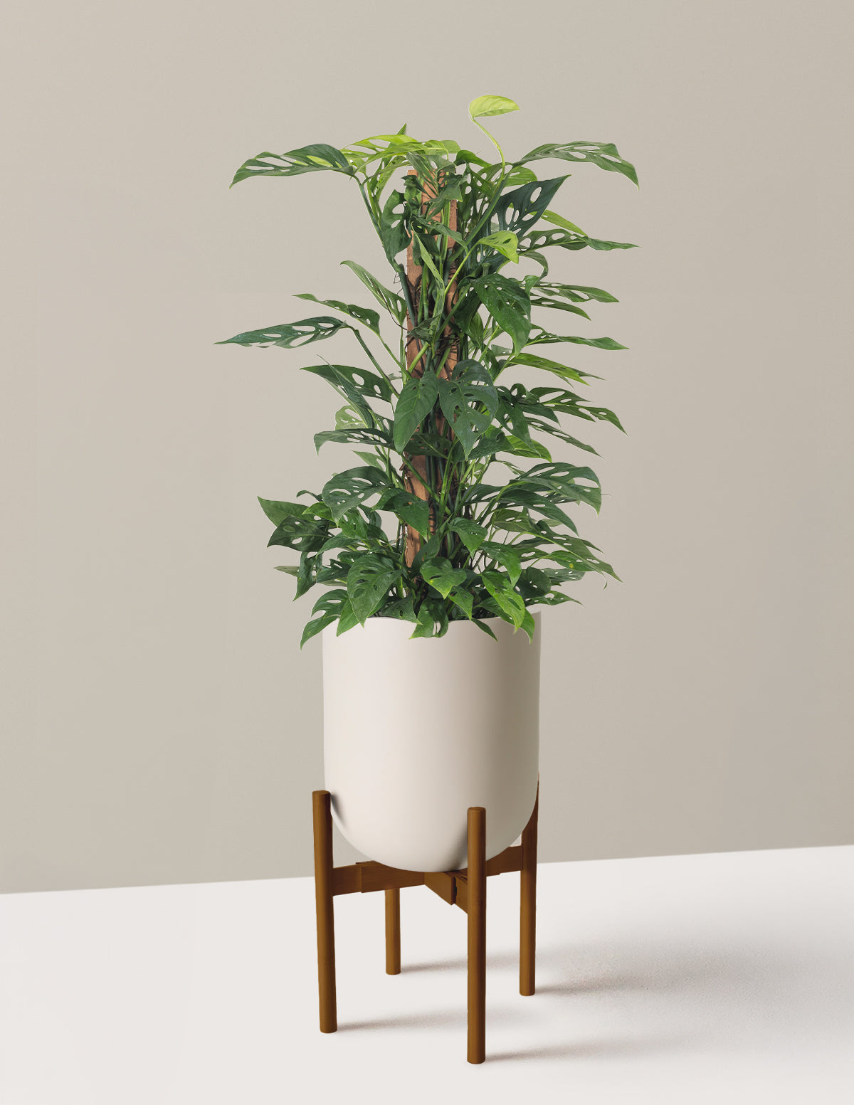 Monstera Adansonii Totem
