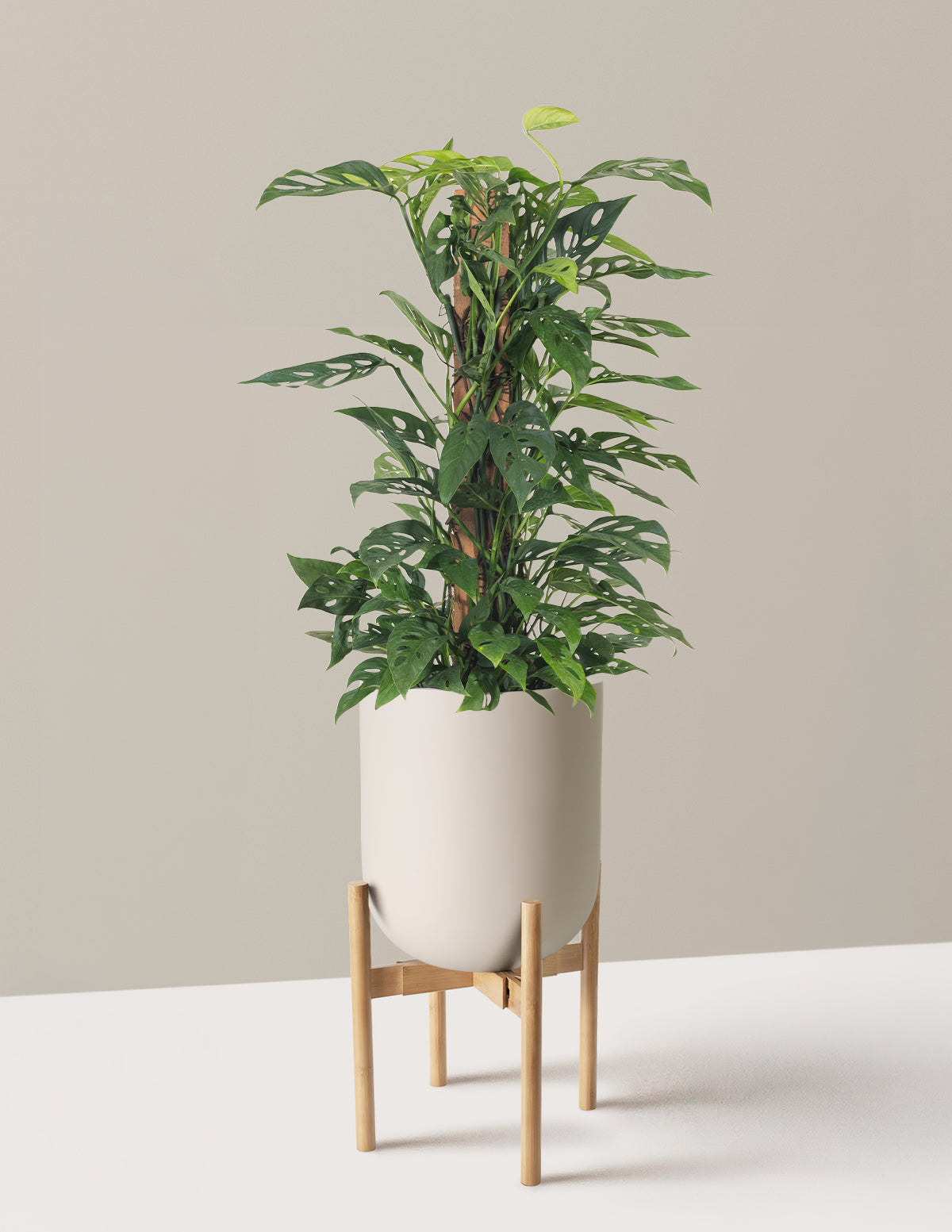 Monstera Adansonii Totem