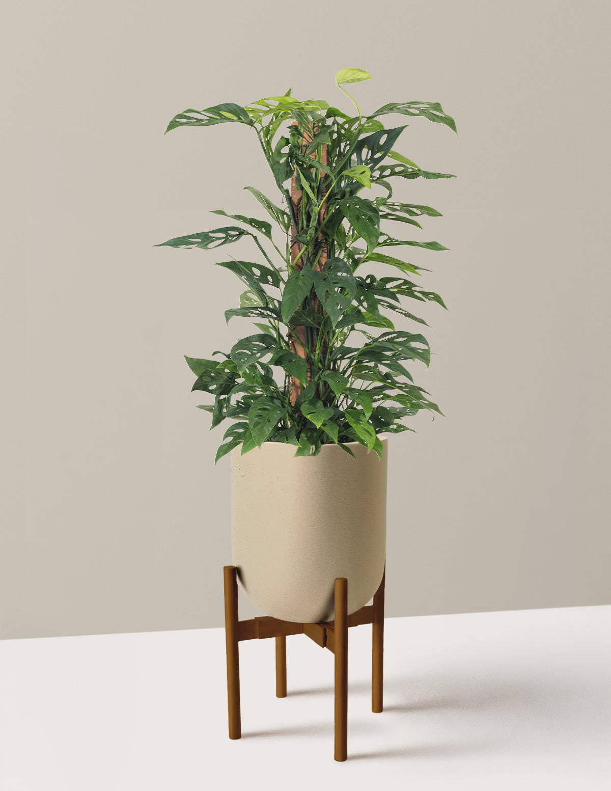 Monstera Adansonii Totem