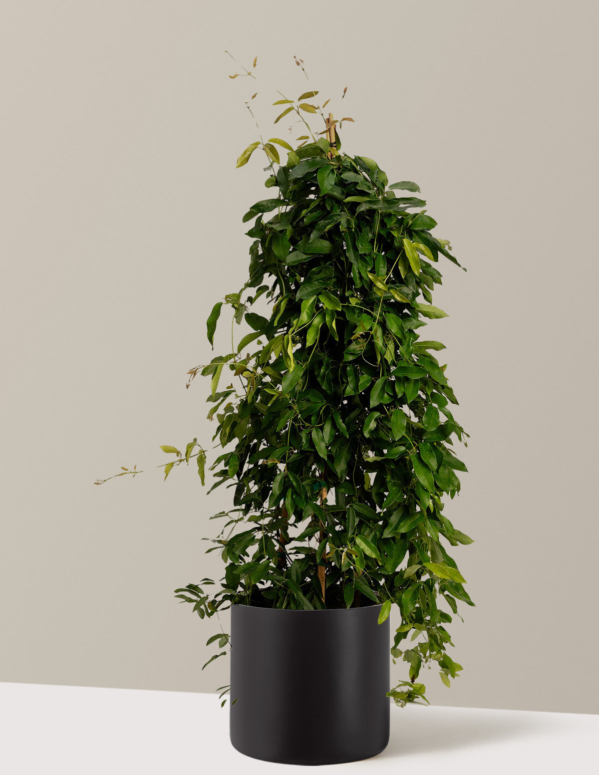Tangerine Beauty Crossvine