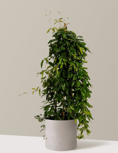 Tangerine Beauty Crossvine