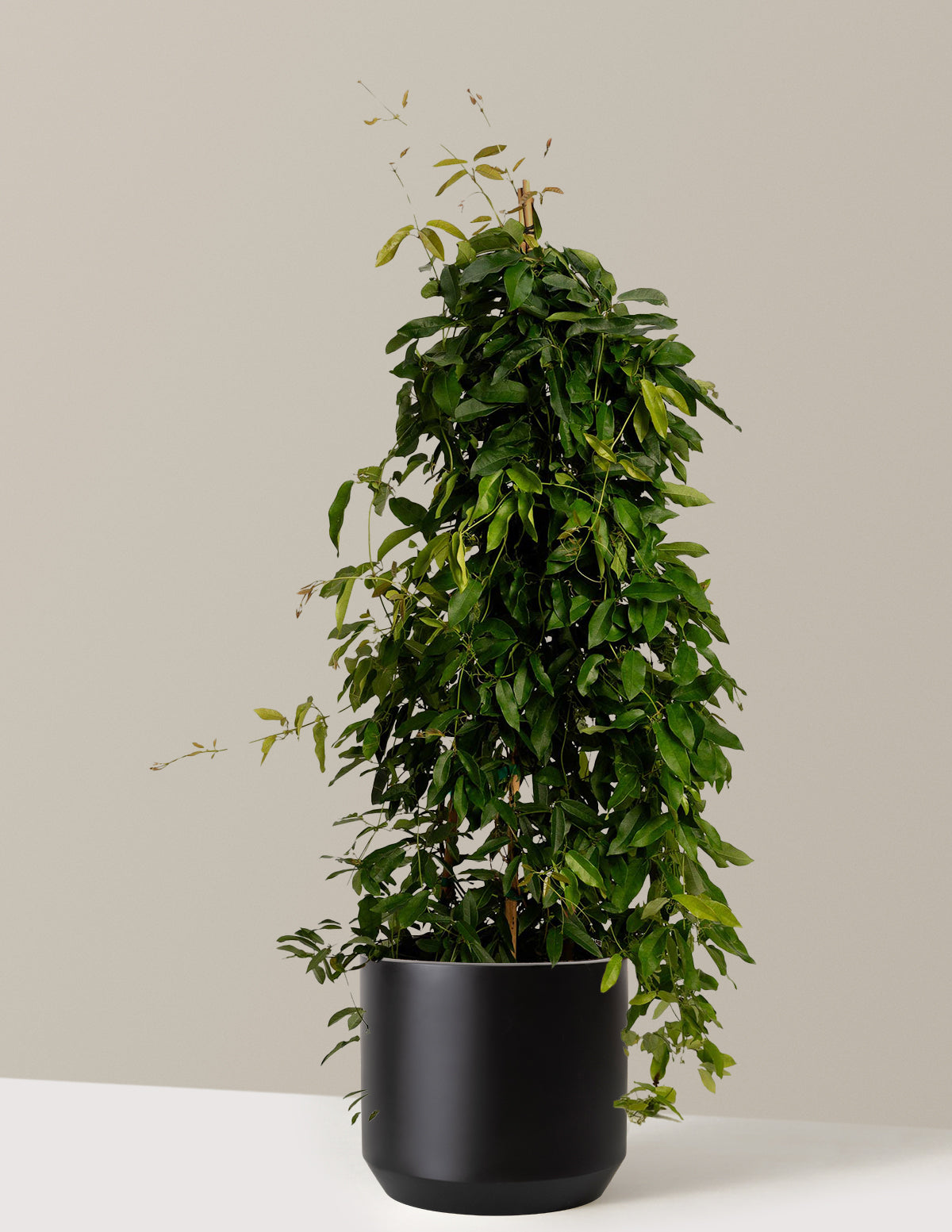 Tangerine Beauty Crossvine