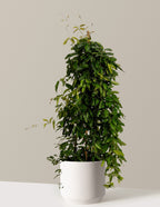 bundle | 3 Gallon | Mexia | Cream