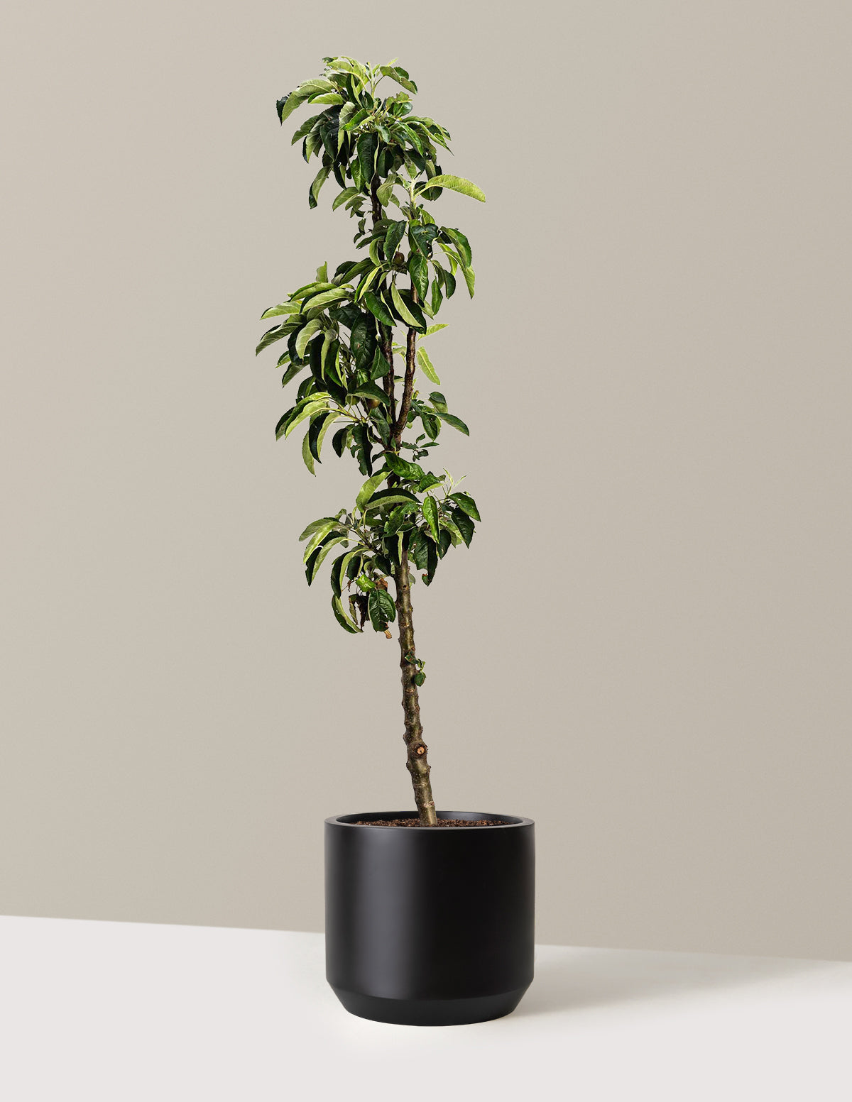 bundle | 3-4 ft. | Mexia | Black