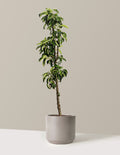 bundle | 3-4 ft. | Mexia | Cement Grey