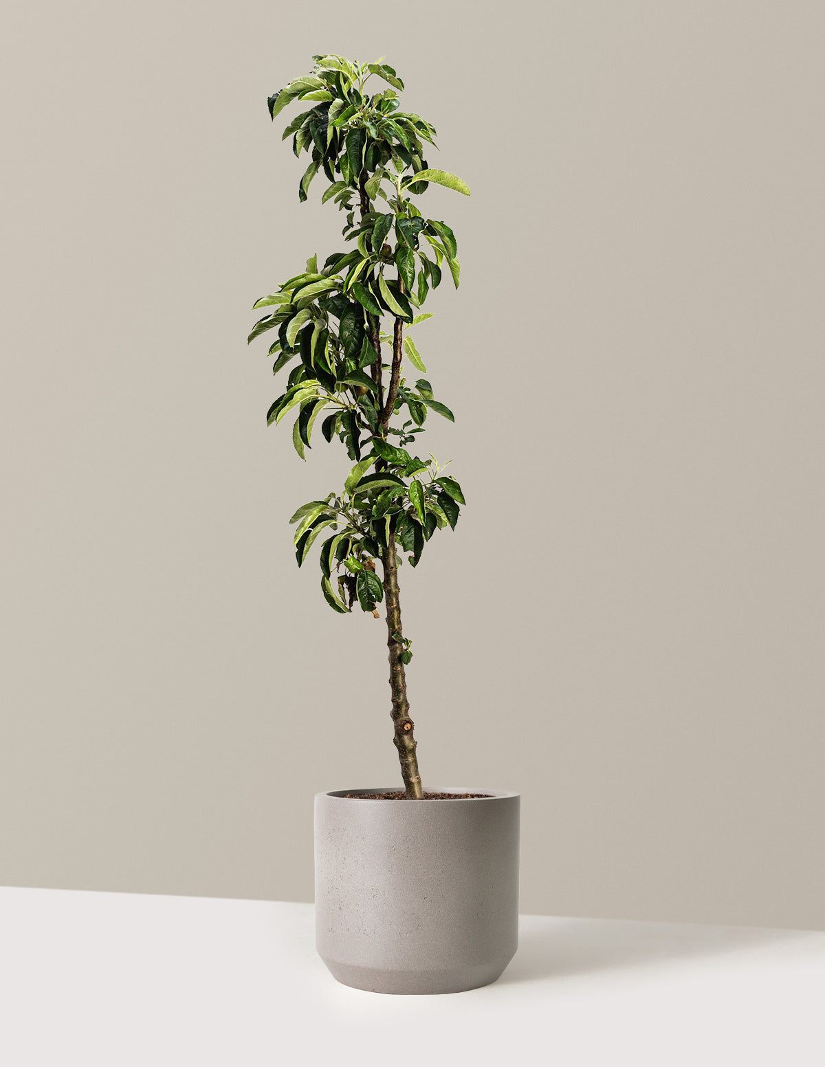 bundle | 3-4 ft. | Mexia | Cement Grey