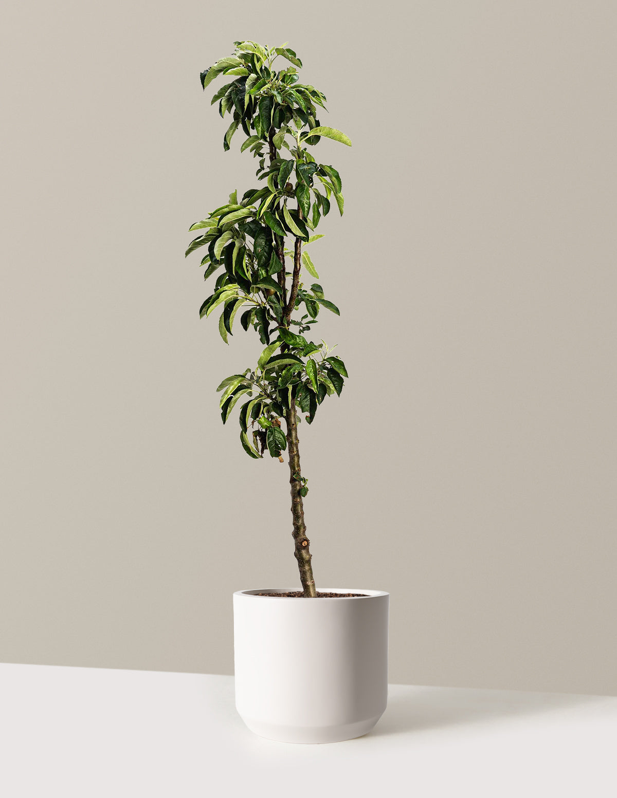 Tasty Red™ Fruit Snacks™ Apple Tree