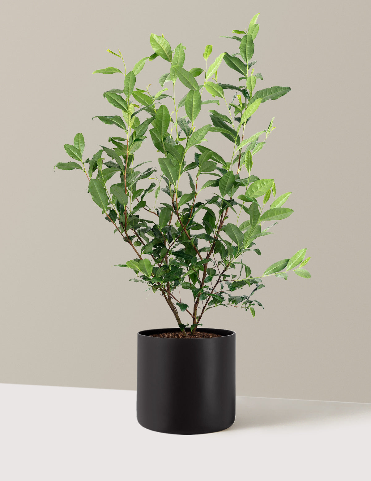 Tea Plant (Camellia Sinensis)