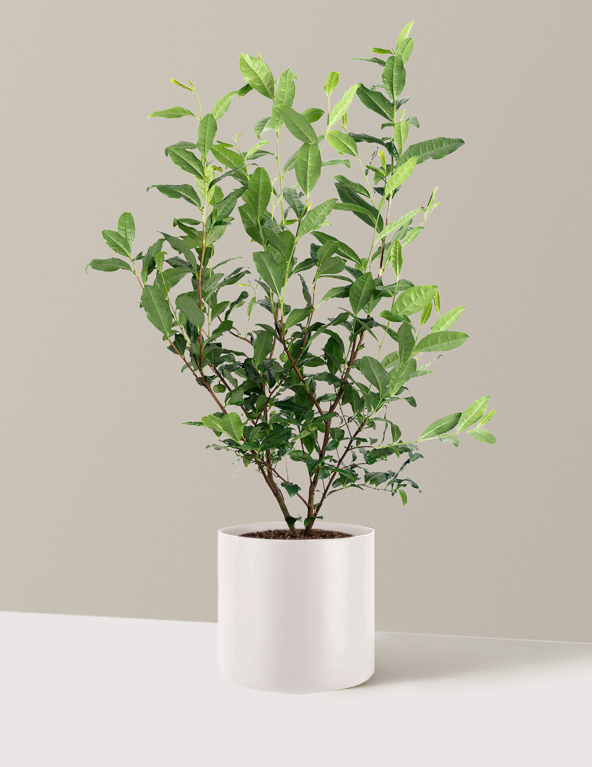 Tea Plant (Camellia Sinensis)
