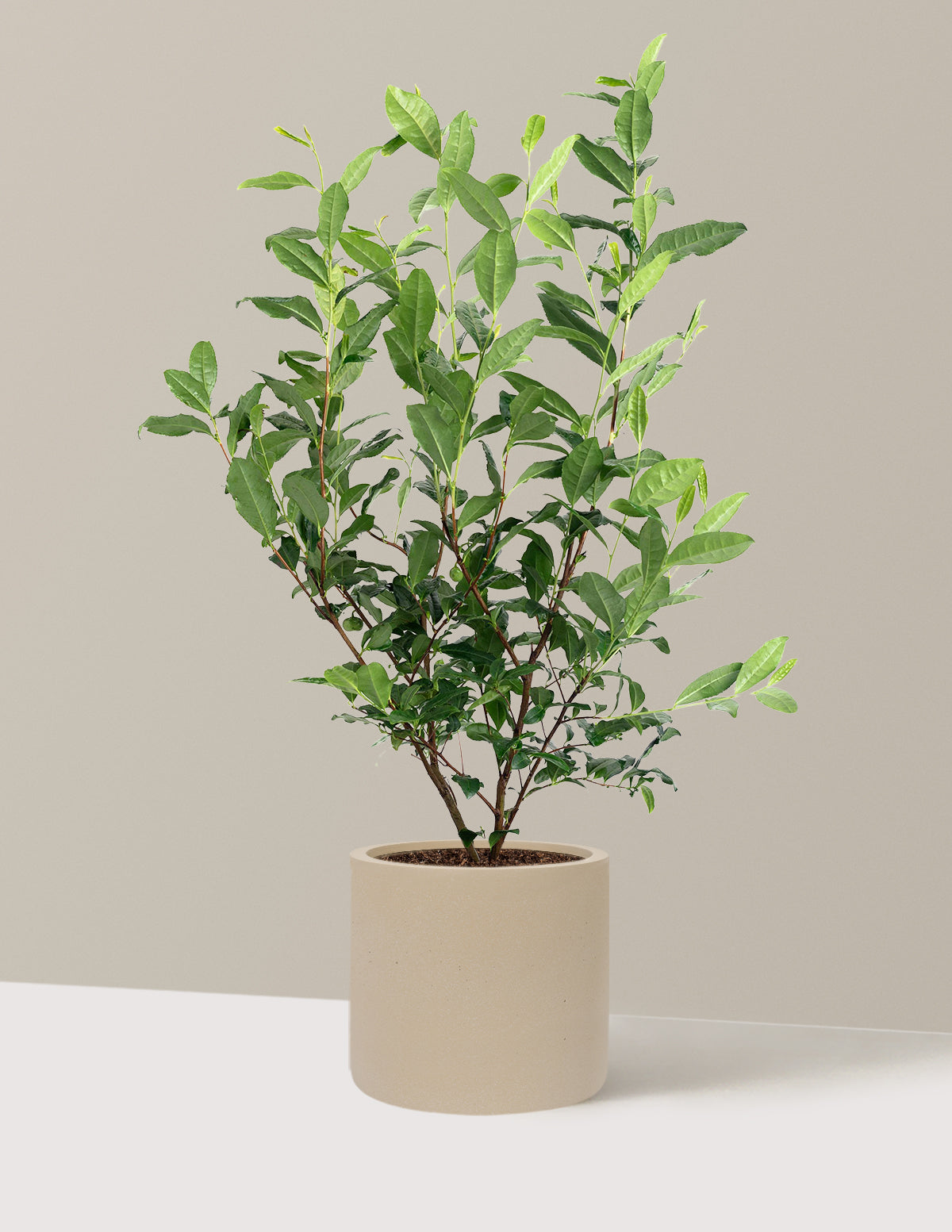 Tea Plant (Camellia Sinensis)