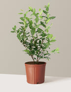 Tea Plant (Camellia Sinensis)