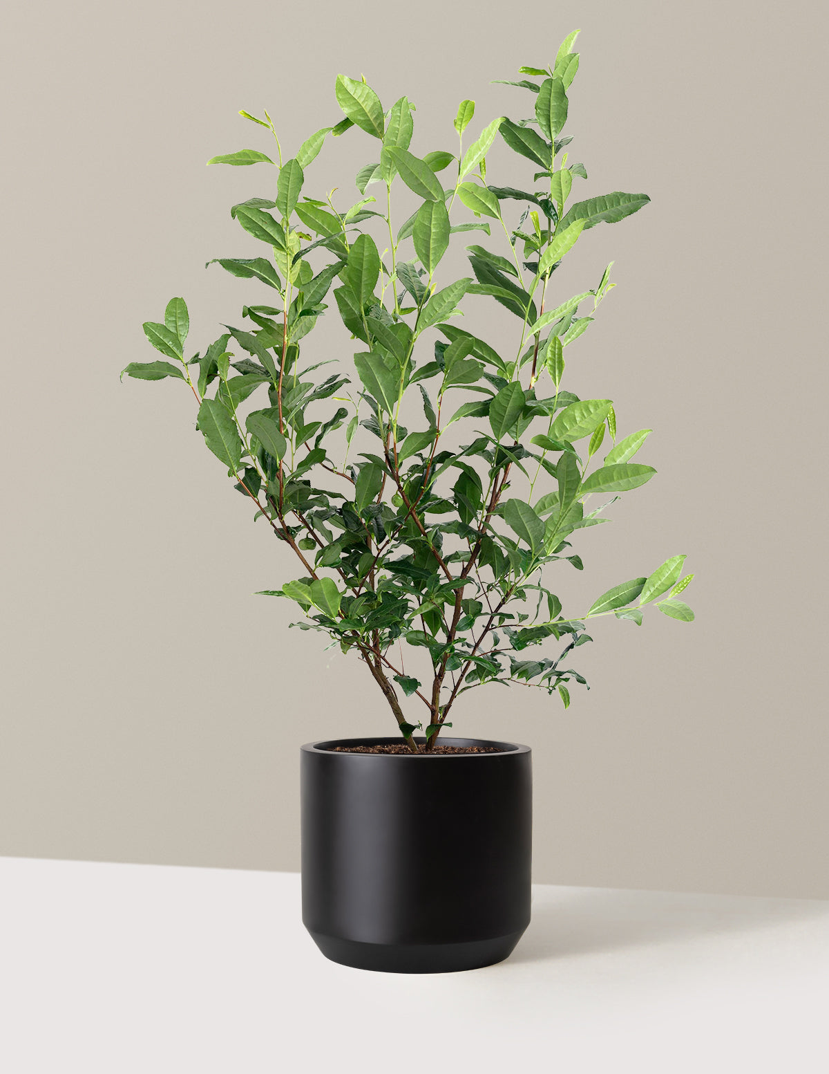 Tea Plant (Camellia Sinensis)