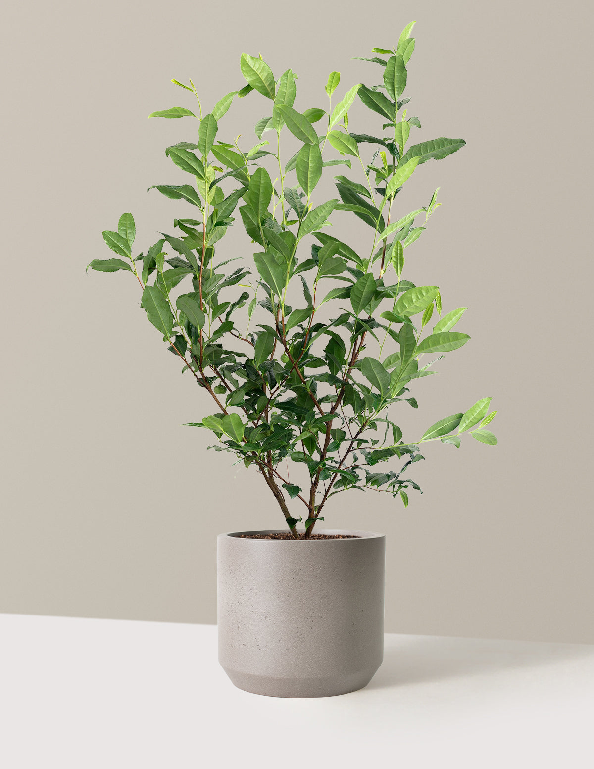 Tea Plant (Camellia Sinensis)