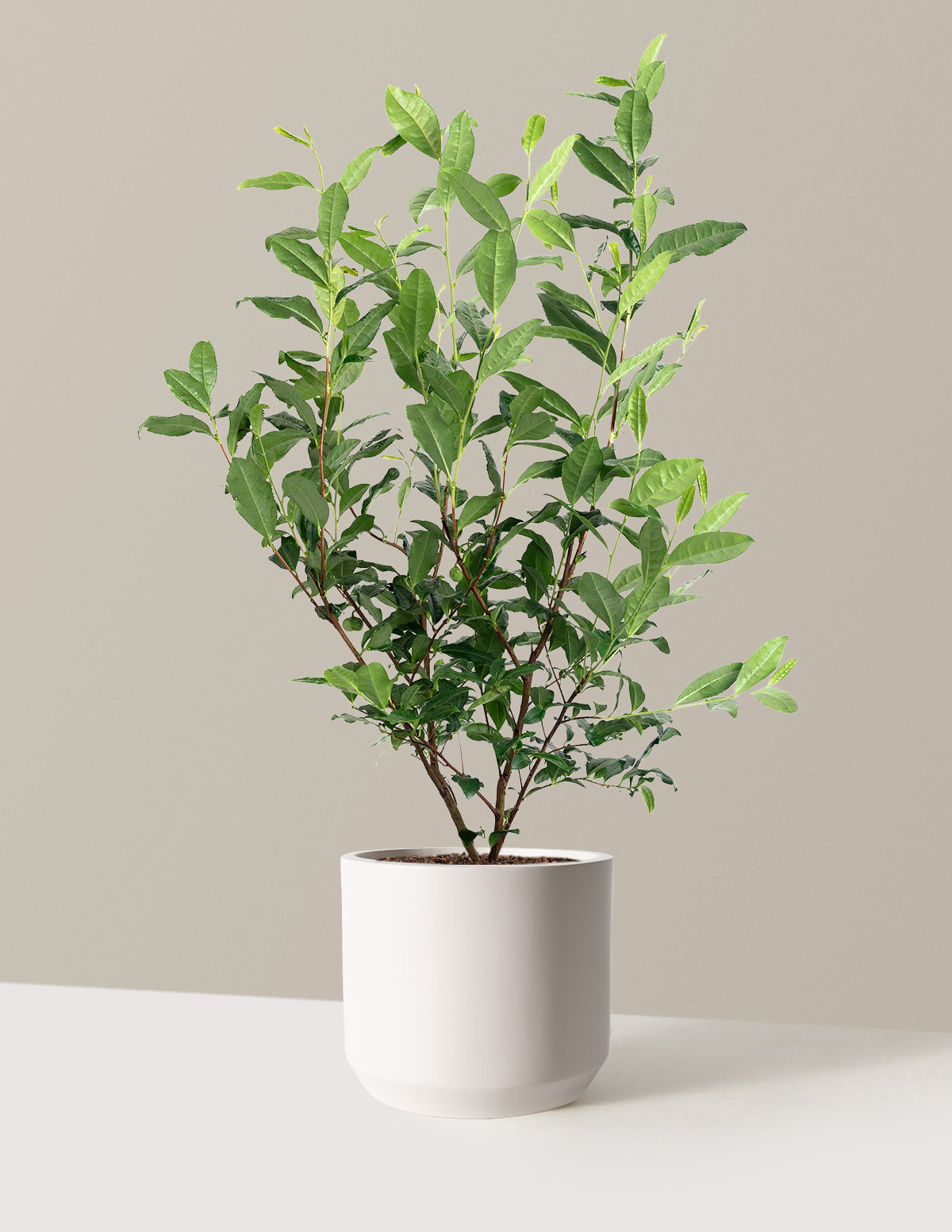 Tea Plant (Camellia Sinensis)