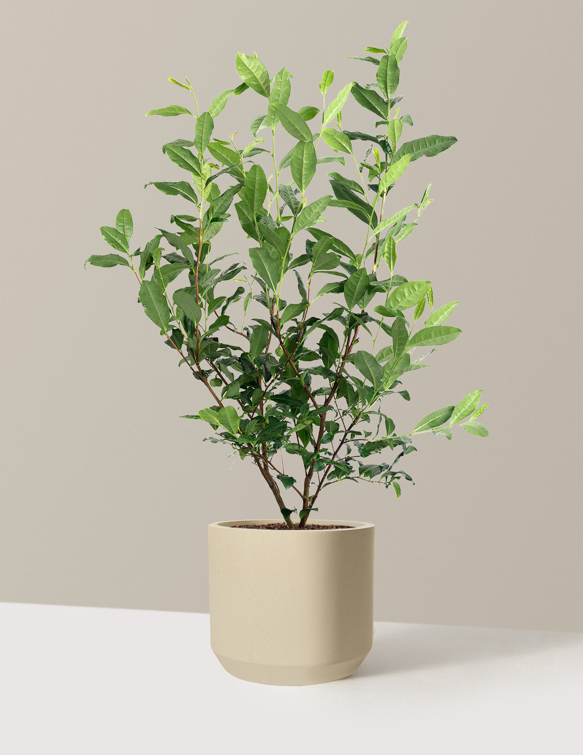 Tea Plant (Camellia Sinensis)
