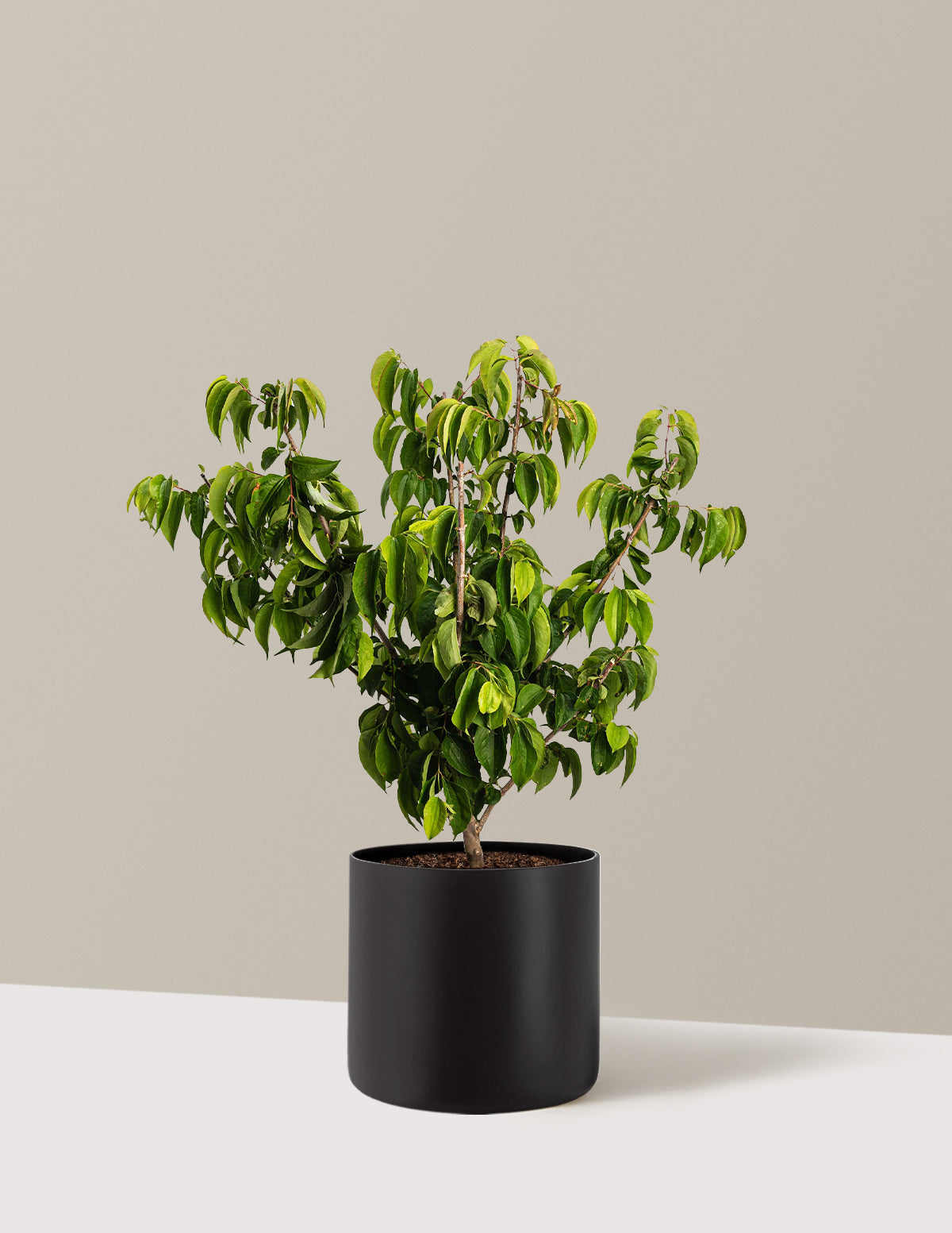 Temple of Bloom® Seven-Son Flower