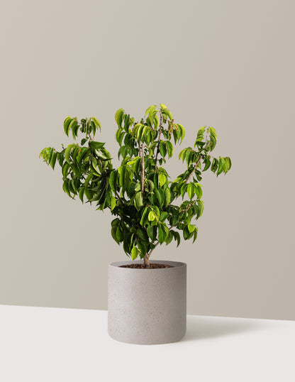 Temple of Bloom® Seven-Son Flower