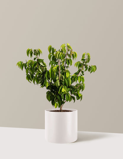 Temple of Bloom® Seven-Son Flower