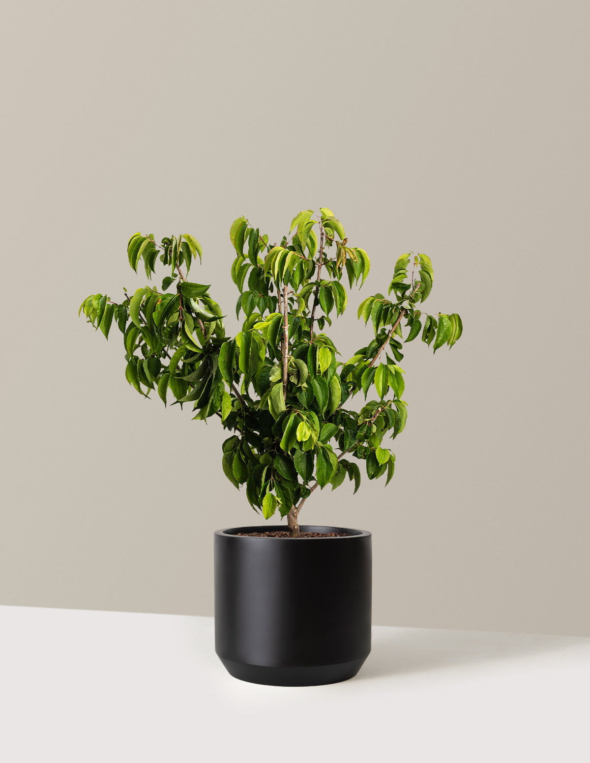 Temple of Bloom® Seven-Son Flower