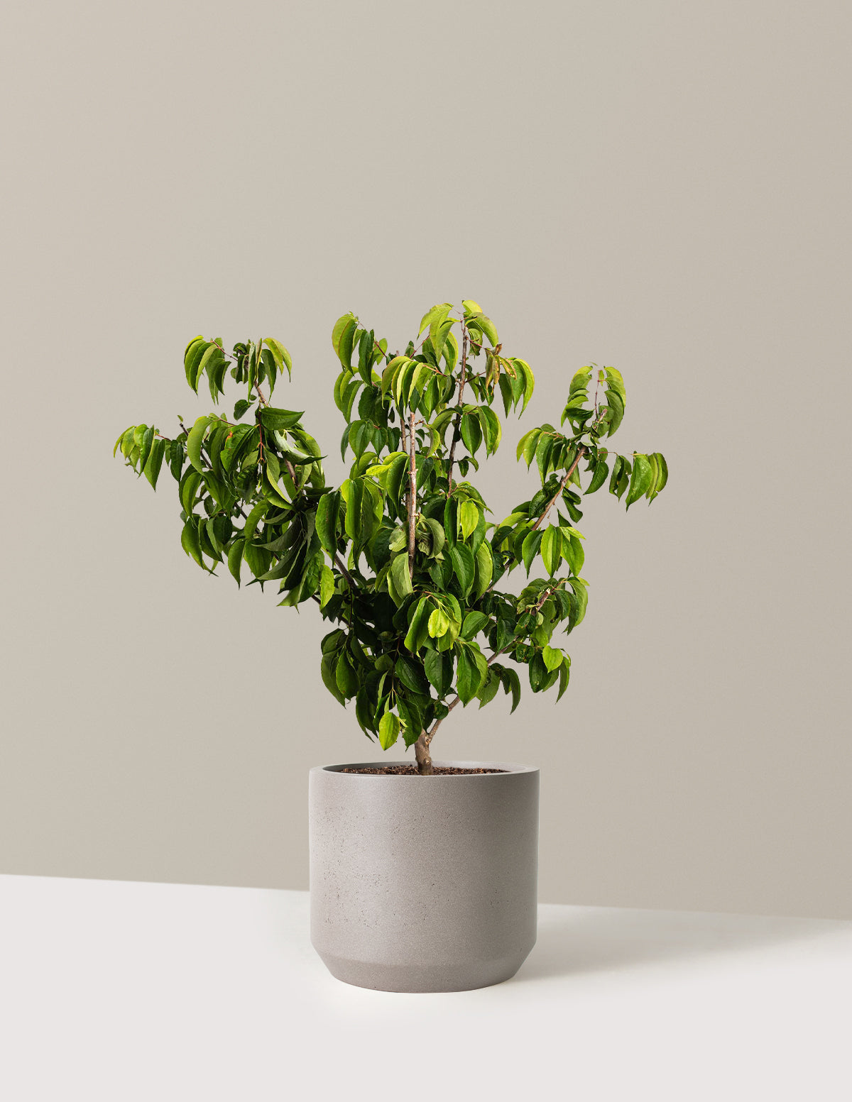 Temple of Bloom® Seven-Son Flower