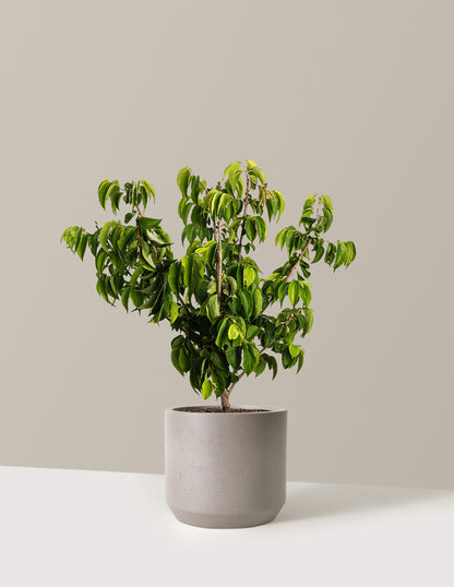 Temple of Bloom® Seven-Son Flower