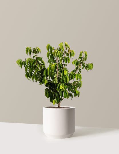 Temple of Bloom® Seven-Son Flower