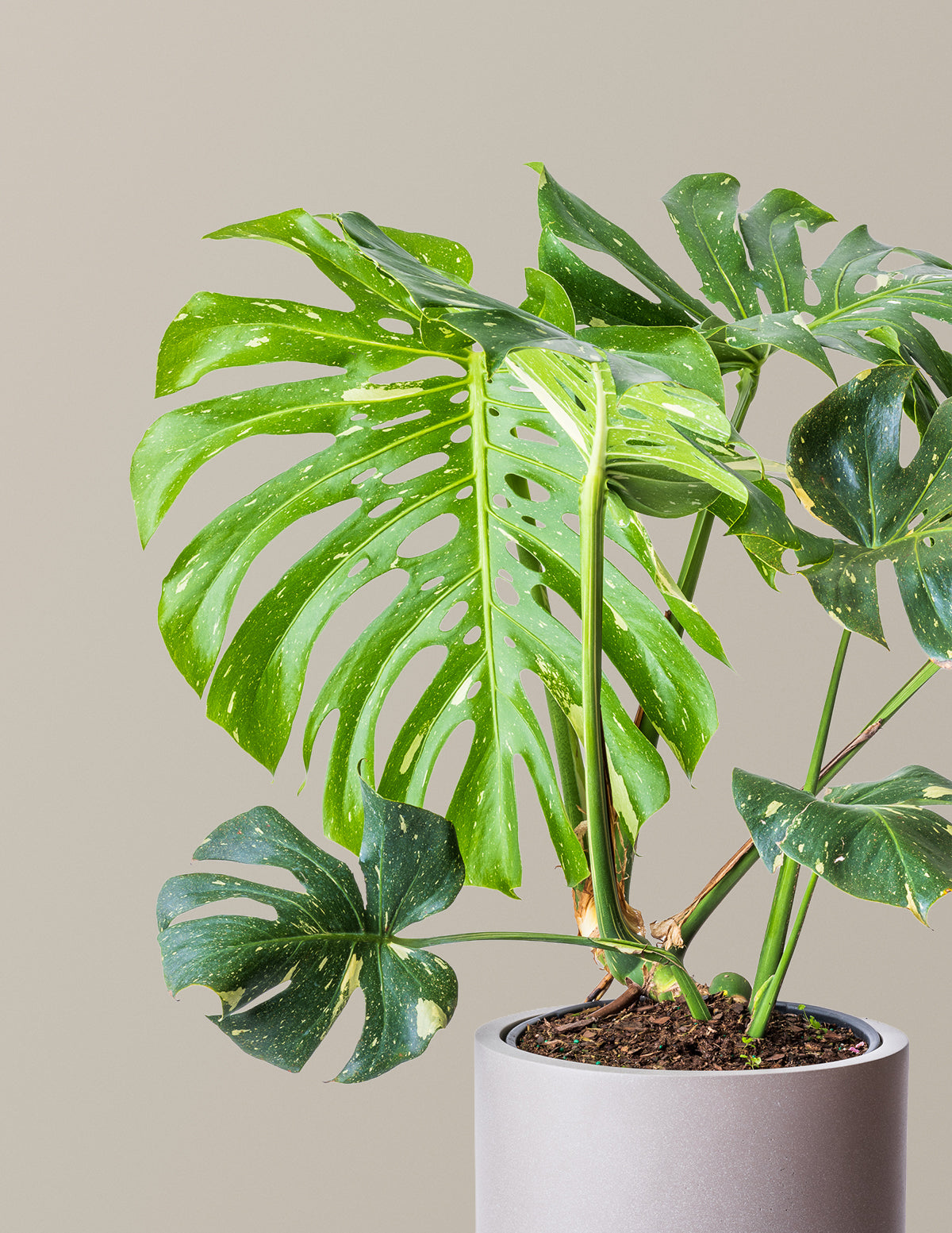 6 inch monstera plant Monstera Thai Constellation Houseplant with Planter - Large (2'-3' tall) Cement Grey Planter
