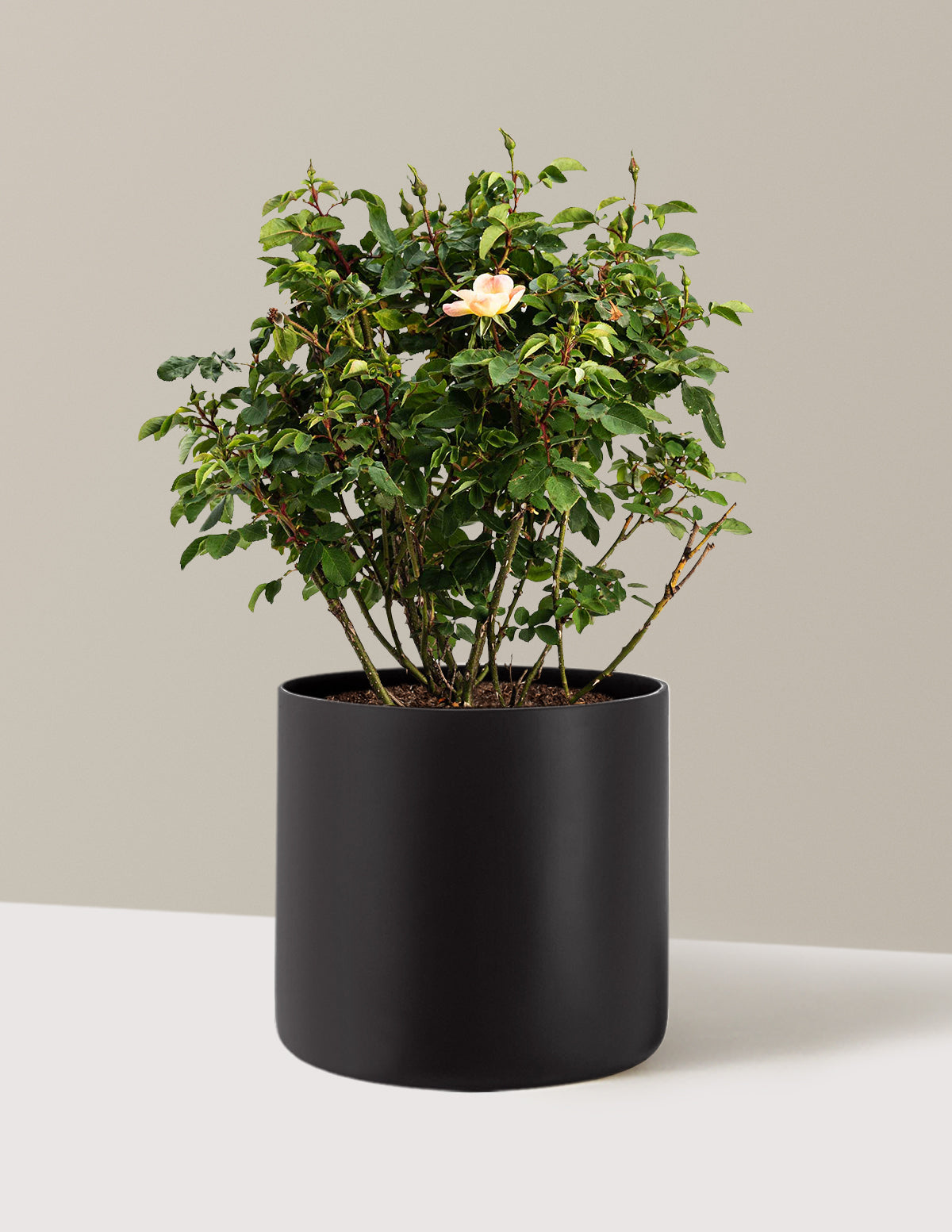 bundle | 3 Gallon | Agnes | Black