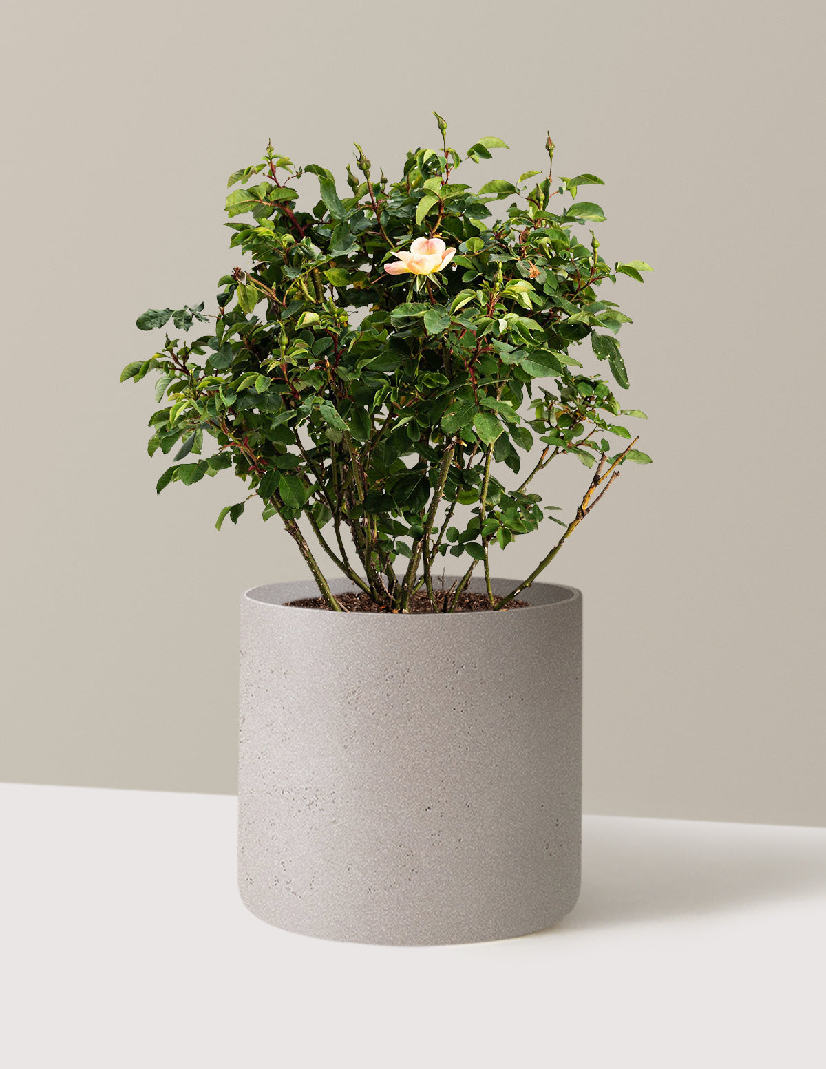 bundle | 3 Gallon | Agnes | Cement Grey