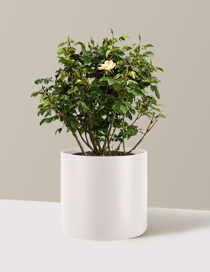 bundle | 3 Gallon | Agnes | Cream