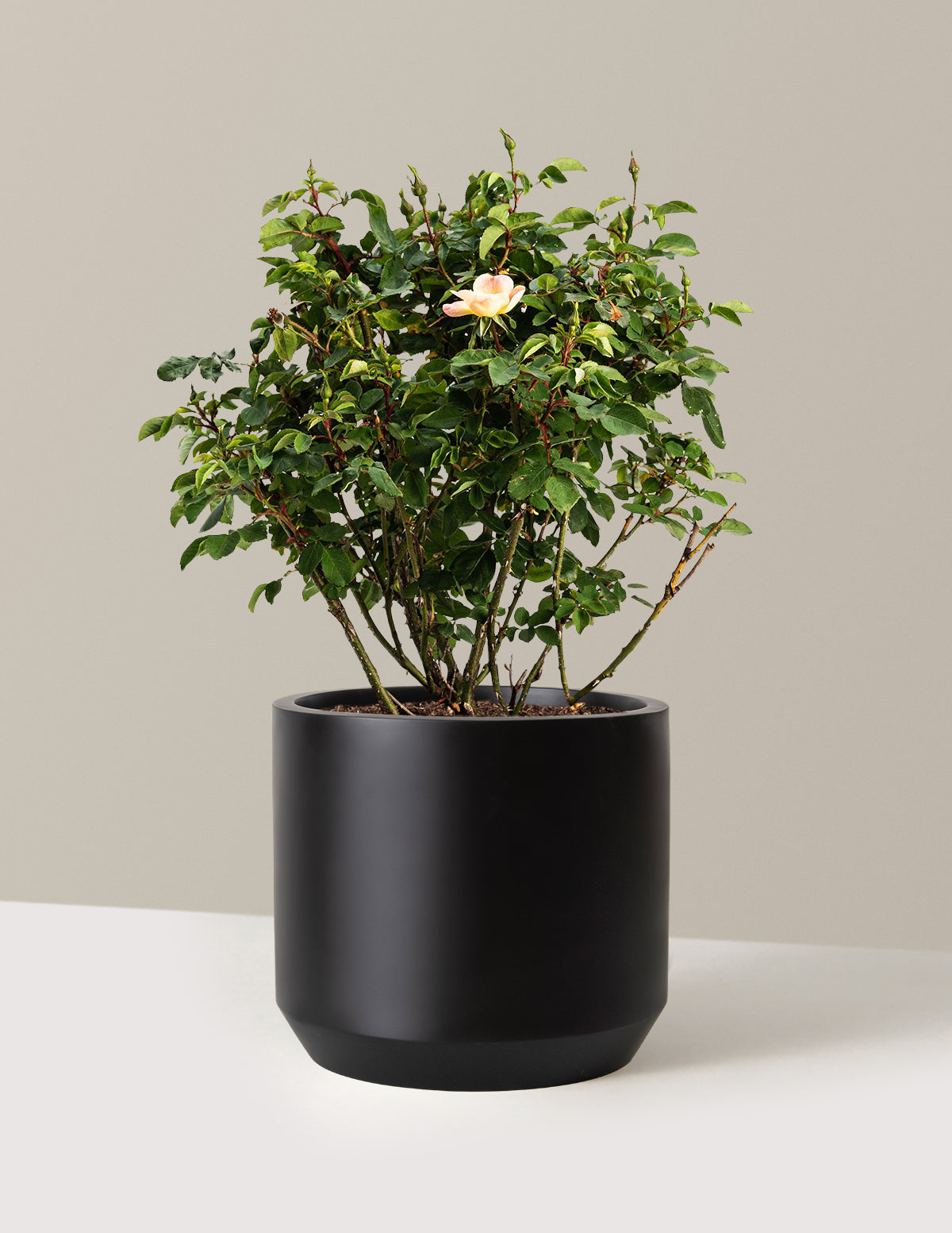 bundle | 3 Gallon | Mexia | Black