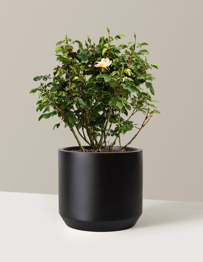 bundle | 3 Gallon | Mexia | Black
