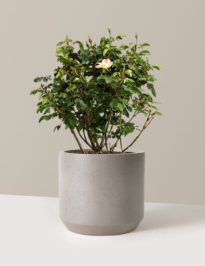 bundle | 3 Gallon | Mexia | Cement Grey