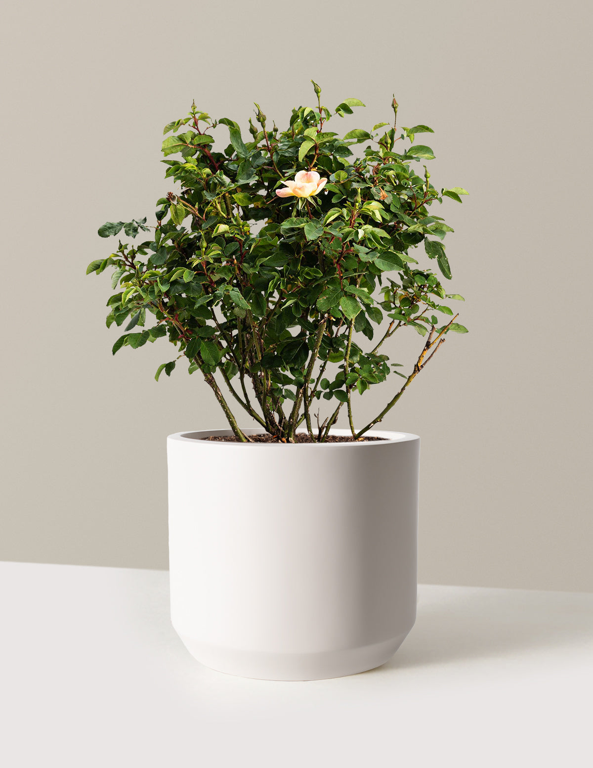 bundle | 3 Gallon | Mexia | Cream