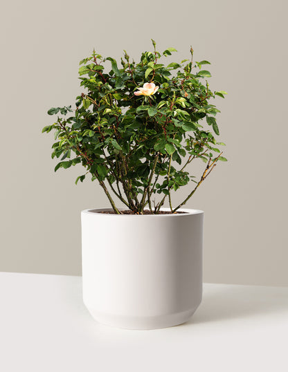 bundle | 3 Gallon | Mexia | Cream