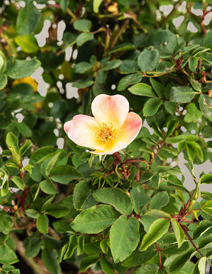 The Champion™ Sunblush Rose