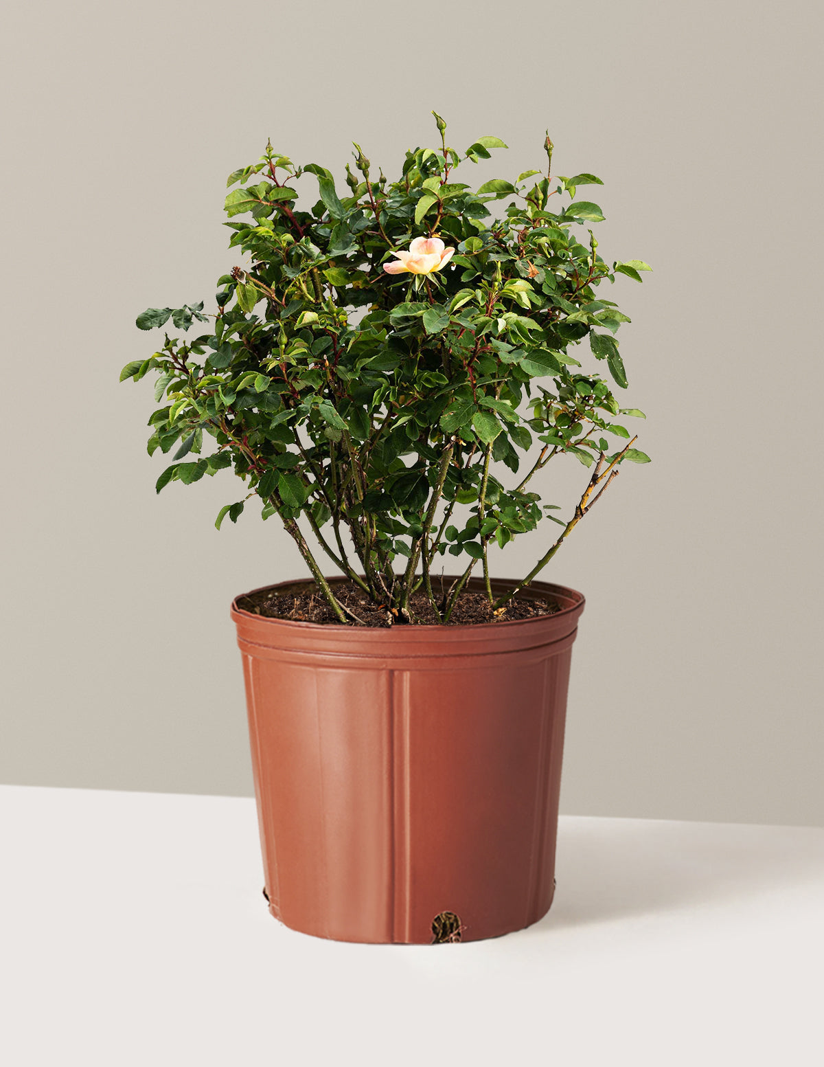 The Champion™ Sunblush Rose
